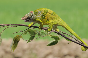 Fischer Chameleon perches on branch 