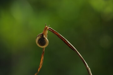 Snail on branch