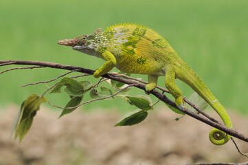 Fischer Chameleon perches on branch 