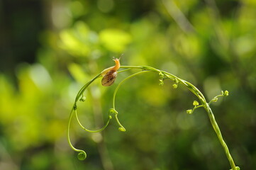Snail on branch