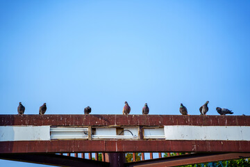 Pigeons on the steel beam with blue sky background.