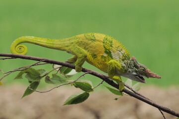 Fischer Chameleon perches on branch 