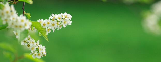 Spring banner with Bird Cherry Tree in blossom on green background. Flowers of bird-cherry tree in the nature. Copy space. Soft focus - Image