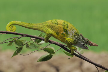 Fischer Chameleon perches on branch 