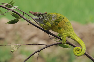 Fischer Chameleon perches on branch 