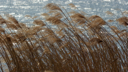 reeds in the wind