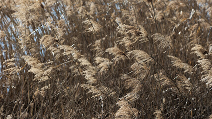 reeds in the wind