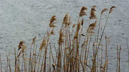 reeds on the bank of lake