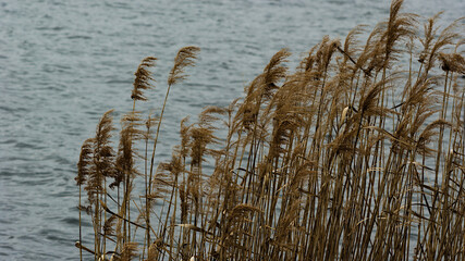 reeds on the bank of lake