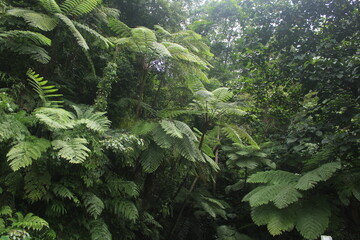 beautiful fern trees in the tropical jungle of the island of Java, Indonesia