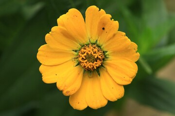 Beautiful yellow flower in the nature