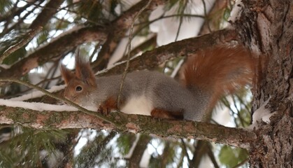squirrel on a tree