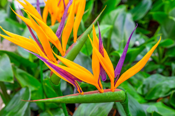 A close-up of a blooming evergreen exotic plant Strelitzia. Selective focus, blurred backdrop.