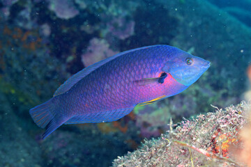 ムナテンベラのオス