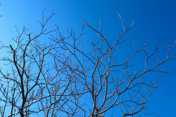 冬の晴れた空とハナミズキ