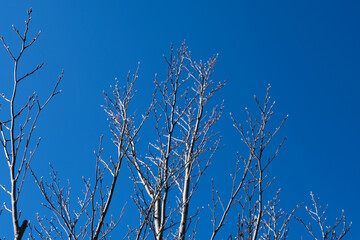 冬の晴れた空とシャラの木