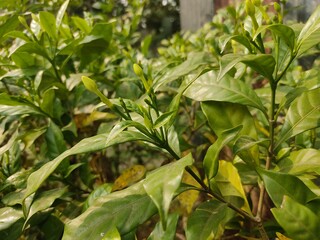 green leaf for background.Green leaves on bokeh background.beautiful leaf nature texture. 