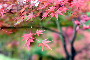 紅葉