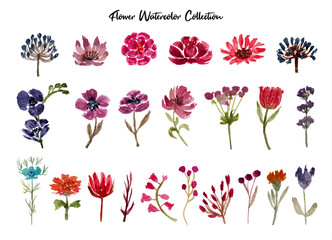 Flower Watercolor Collection