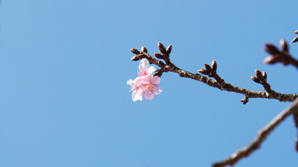 桜の開花