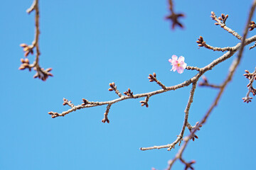 桜の開花