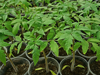 Many young green tomato seedlings before planting into the soil in spring