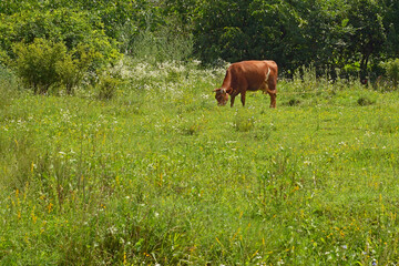 Tied cow grazes in a meadow in summer among the flowering weeds