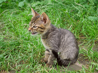 Naklejka na ściany i meble Pretty tabby small kitten outdoor