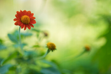 Nature of flower in garden using as cover page background natural flora wallpaper or template brochure landing page design