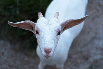 Obraz premium Portrait of a cute goat in a farm