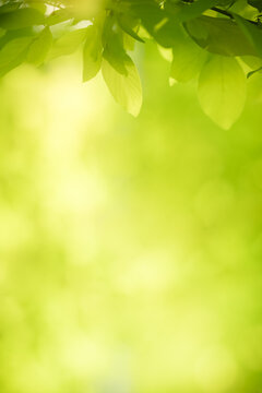 Fototapeta Nature of green leaf in garden at summer. Natural green leaves plants using as spring background cover page greenery environment ecology wallpaper