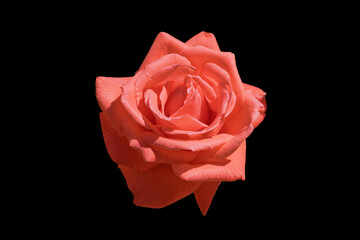 Pink rose with curling petals on a black background, close-up. Rose photographed from above, decoration and design 