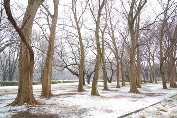 Fototapeta premium 湿った雪が降るトウカエデとサクラの木のある公園