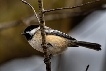 Chickadee on a branch.