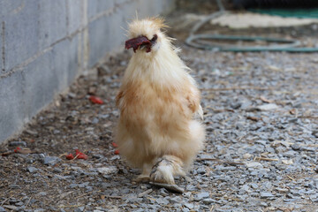 The white and brown Chicken walking is stay in farm