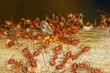 Group red ant attack yellow warp on tree in nature