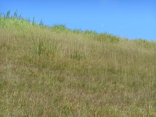 Fototapeta premium 草の斜面