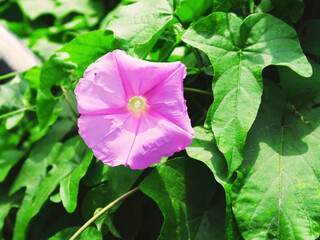 Insecto en una petunia © Rodrigo