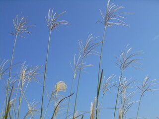 青空とすすき