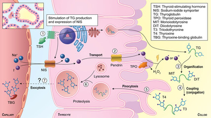 Thyroid hormone synthesis endocrine system