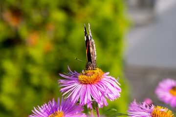 A tortoiseshell butterfly collects nectar with a thin long proboscis sitting on a pink aster flower