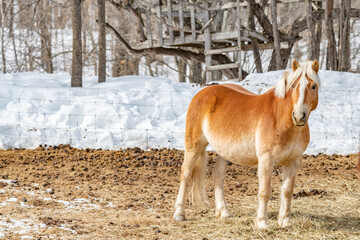 Horse in a field winter setting landscape