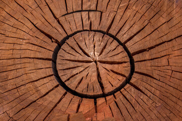 Patterns in the trunk of a large tree cut down