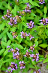 山地にウツボグサの紫色の花が咲く