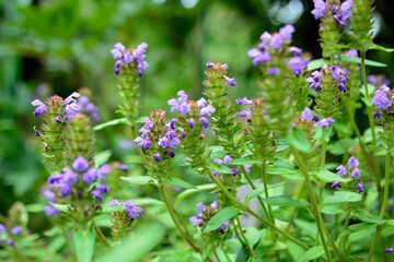 山地にウツボグサの紫色の花が咲く
