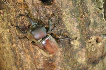 樹木につかまったカブトムシ
