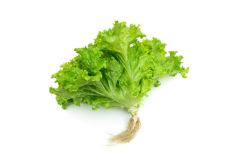 Organic Lactuca sativa on white background.