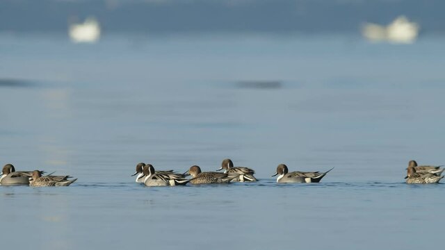 泳ぐオナガガモの群れ(Northern Pintail)