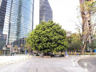 Lush green tree in Mexico City