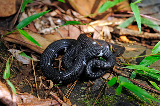Sri Lankan Wolf Snake // Sri Lanka Wolfsnatter (Lycodon carinatus)